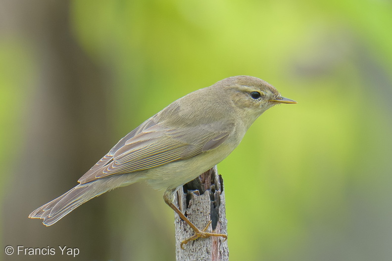 Willow_Warbler-251202-139FRYAP-FYA06077-W.jpg