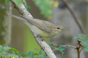 Willow Warbler-251202-139FRYAP-FYA06699-W.jpg