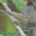 Willow_Warbler-251202-139FRYAP-FYA06699-W.jpg
