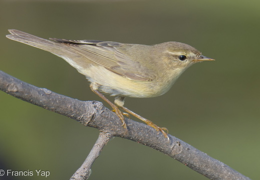 Willow Warbler
