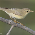 Willow_Warbler-251204-140FRYAP-FYA02242-W.jpg