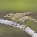 Willow_Warbler-251204-140FRYAP-FYA09104-W.jpg