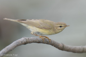 Willow Warbler-251204-140FRYAP-FYA09879-W.jpg