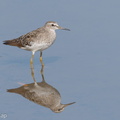 Wood_Sandpiper-180825-110ND500-FYP_6646-W.jpg