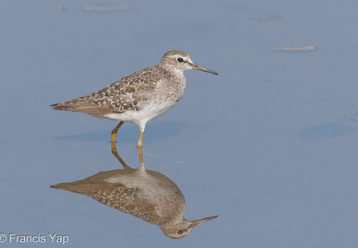 Wood Sandpiper - display this album Wood Sandpiper