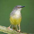 Yellow-bellied_Prinia-120725-100EOS1D-FY1X0432-W.jpg