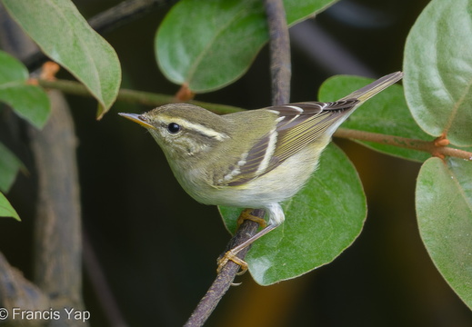 Yellow-browed Warbler - display this album Yellow-browed Warbler