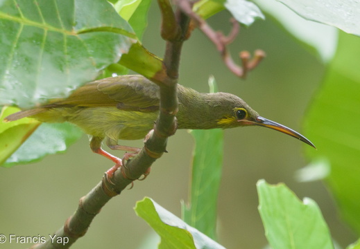 Yellow-eared Spiderhunter - display this album Yellow-eared Spiderhunter