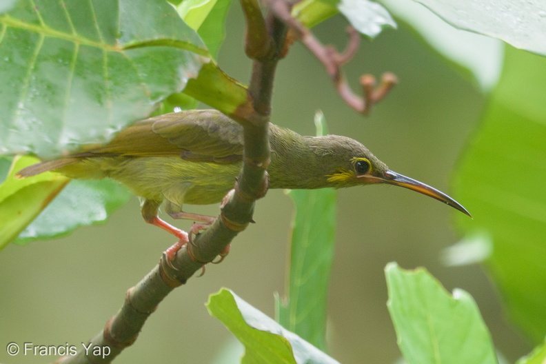 Yellow-eared_Spiderhunter-141120-100EOS7D-FY7D5339-W.jpg