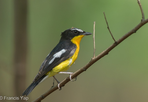 Yellow-rumped Flycatcher - display this album Yellow-rumped Flycatcher