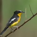 Yellow-rumped_Flycatcher-160325-124EOS1D-FY1X2247-W.jpg