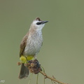 Yellow-vented_Bulbul-250127-255MSDCF-FYP04654-W.jpg