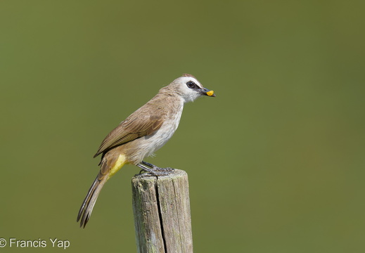 Singapore / Birds / Yellow-vented Bulbul - display this album Yellow-vented Bulbul