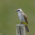 Yellow-vented_Bulbul-250623-112FRYAP-FYA05260-W.jpg