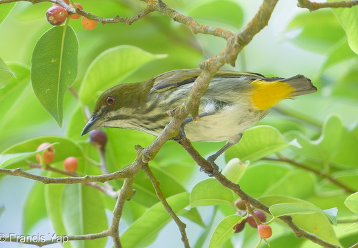 Yellow-vented Flowerpecker - display this album Yellow-vented Flowerpecker