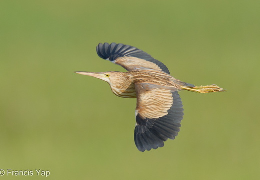 Yellow Bittern - display this album Yellow Bittern