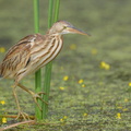 Yellow_Bittern-251226-146FRYAP-FYA04051-W.jpg