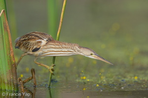 Yellow Bittern-251230-147FRYAP-FYA02910-W.jpg