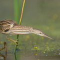 Yellow_Bittern-251230-147FRYAP-FYA02910-W.jpg