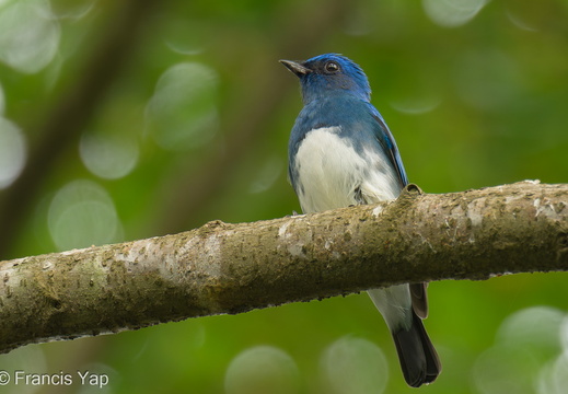 Zappey's Flycatcher - display this album Zappey's Flycatcher