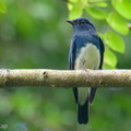 Zappeys_Flycatcher-251117-133FRYAP-FYA04427-W.jpg