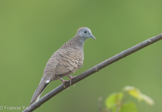 Zebra Dove - display this album Zebra Dove