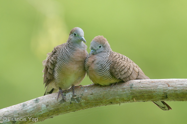 Zebra_Dove-200127-111MSDCF-FYP04098-W.jpg