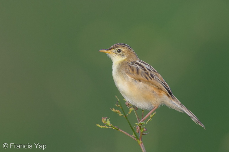 Zitting_Cisticola-131009-110EOS1D-FY1X5210-W.jpg