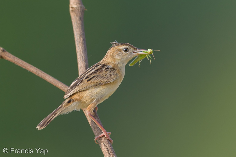 Zitting_Cisticola-190818-119ND500-FYP_6834-W.jpg