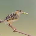 Zitting_Cisticola-190819-119EOS1D-F1X20971-W.jpg