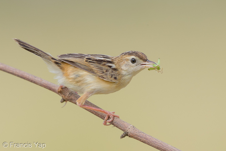 Zitting_Cisticola-190819-119EOS1D-F1X21557-W.jpg