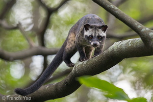 Asian Palm Civet-121022-102EOS1D-FY1X9526-W