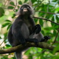 Dusky_Langur-200725-116MSDCF-FYP02081-W.jpg