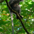 Dusky_Langur-200725-116MSDCF-FYP02414-W.jpg