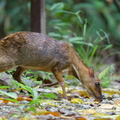 Greater_Mousedeer-220504-147MSDCF-FRY05593-W.jpg