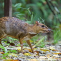 Greater_Mousedeer-220504-147MSDCF-FRY05718-W.jpg