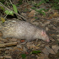 Malayan_Porcupine-170816-112EOS1D-F1X28334-W.jpg