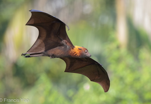 Malaysian Flying Fox