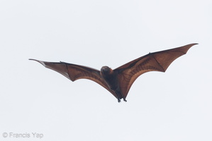 Malaysian Flying Fox-160525-101EOS1D-F1X21260-W