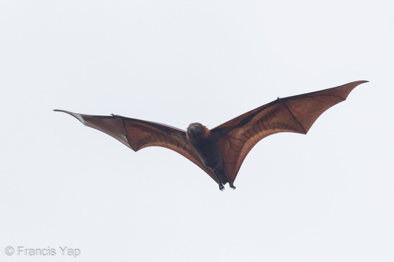 Malaysian_Flying_Fox-160525-101EOS1D-F1X21260-W.jpg