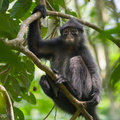 Raffles_Banded_Langur-180722-110ND500-FYP_3304-W.jpg