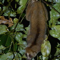 Slow_Loris-201102-122MSDCF-FYP09016-W.jpg