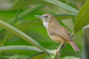 Abbott's Babbler-120503-110EOS1D-FYAP9548-W.jpg