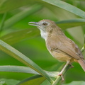 Abbotts_Babbler-120503-110EOS1D-FYAP9548-W.jpg