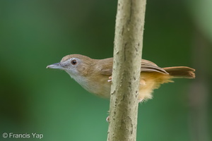 Abbott's Babbler-160516-100EOS1D-F1X24664-W.jpg