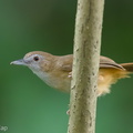 Abbott's Babbler-160516-100EOS1D-F1X24664-W.jpg