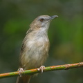 Abbott's Babbler-180714-117EOS1D-F1X22497-W.jpg