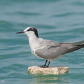 Aleutian Tern-200920-118MSDCF-FYP06000-W.jpg