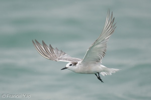 Aleutian Tern-201018-120MSDCF-FYP03464-W.jpg
