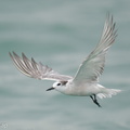 Aleutian Tern-201018-120MSDCF-FYP03464-W.jpg